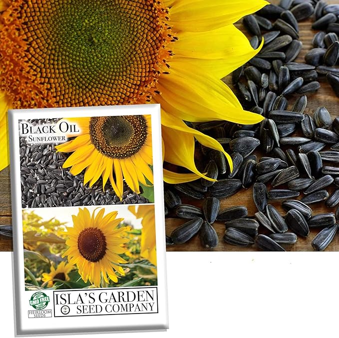 Black Oil Sunflower Flower Seeds for Planting, 150+ Flower Seeds Per Packet, (Isla's Garden Seeds), Non GMO & Heirloom Seeds, Scientific Name: Helianthus annuus, Great Flower Garden Gift