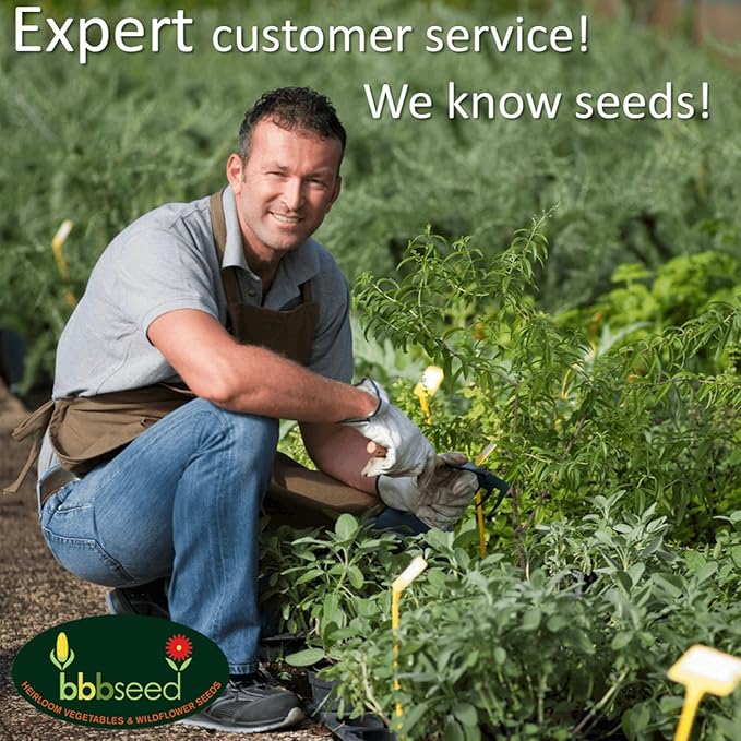 Partial Shade Wildflower Seeds -1 oz, Open-Pollinated Wildflower Seed Mix Packet, No Fillers, Annual, Perennial Wildflower Seeds Year Round Planting - 1 oz