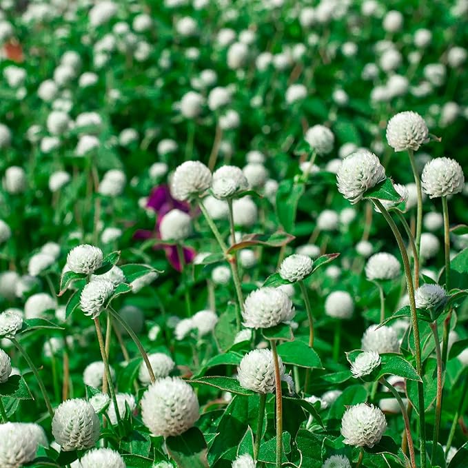 Outsidepride 1000 Seeds Annual White Gomphrena Globosa Flower Seed for Planting