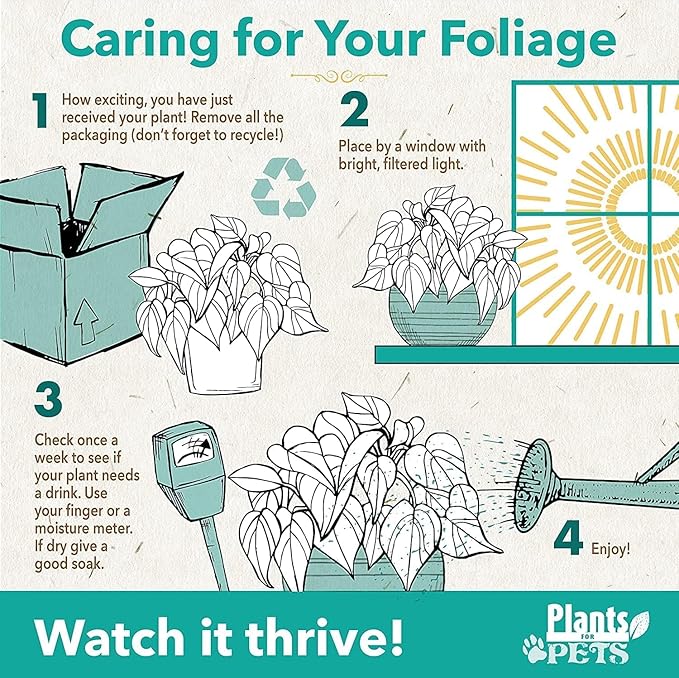 Red Anthurium Live Plant Decor 10-12" in Modern Planter, Plant Lover Gifts for Plant Lovers, Live Plants Indoor Plants Live Houseplants, Real Plants Indoor House Plants Easy Plants by Plants for Pets