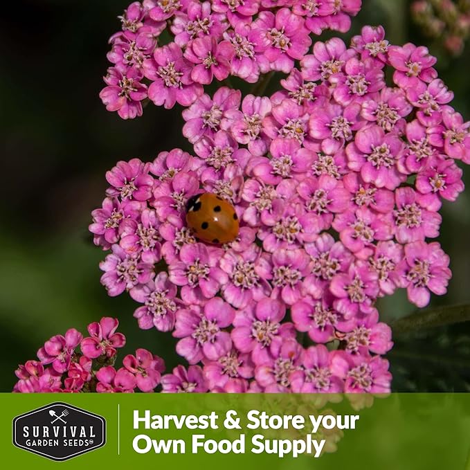 Red Yarrow Seed for Planting in The Garden - 5 Packs with Instructions to Plant and Grow Common Yarrow - Medicinal Herb Wildflowers - Heirloom, Non-GMO, Open-Pollinated Seeds for The Survival Garden