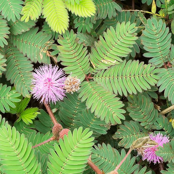 300+ Perennial Mimosa Seeds for Planting Outdoors Non GMO Organic