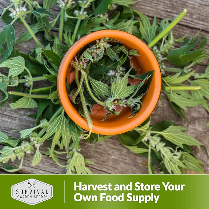 Motherwort Seed for Planting - 5 Packets with Instructions to Plant and Grow Lion's Tail Medicinal Herbs in Your Home Herb Garden - Non-GMO Heirloom Variety - Survival Garden Seeds