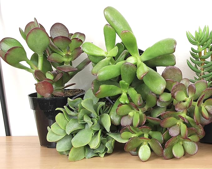 Altman Plants Live Jade Plant Collection (4PK), Classic Jade Plants in 2.5" Pots, Mini Succulents, Sunset Jade, Live Succulents, Crassula Ovata, Variegated Live Plants & House Plants in Succulent Soil