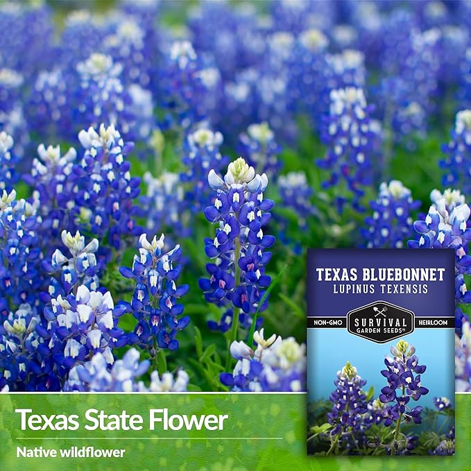 Texas Bluebonnet Seed for Planting - 5 Packets with Instructions to Plant & Grow Lupinus Texenisis in Your Home Wildflower Garden - Non-GMO Heirloom Variety- Survival Garden Seeds - Drought Resistant