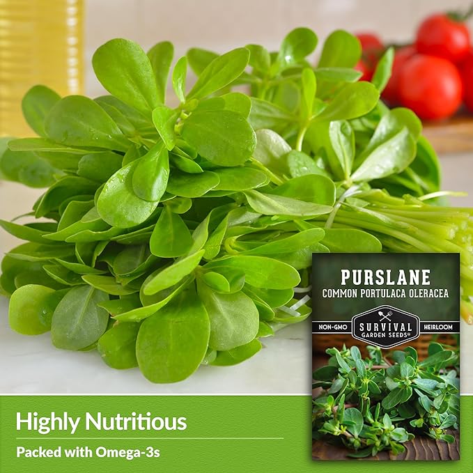 Common Purslane Seed for Planting - 1 Packet with Instructions to Plant & Grow Green Portulaca Oleracea in Your Home Vegetable Garden - Non-GMO Heirloom Variety Vegetable Seed - Survival Garden Seeds