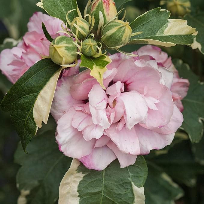 Sugar Tip Hibiscus, 2 Gallon, Blush Pink Blooms