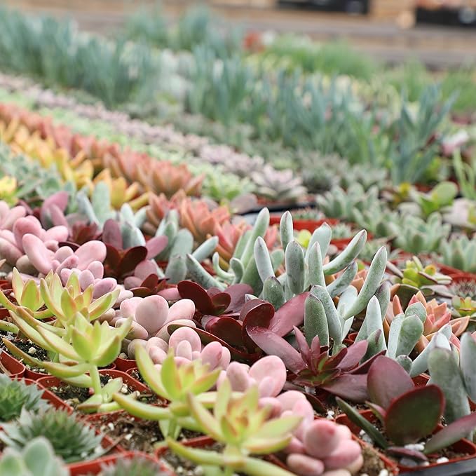 Altman Plants, Bulk Succulents Plants Live Houseplants (20PK), Live Succulents Live Plants Live House Plants Indoors Live, Live Cactus Plants Live Succulent Plants Live Indoor Plants Live Houseplants