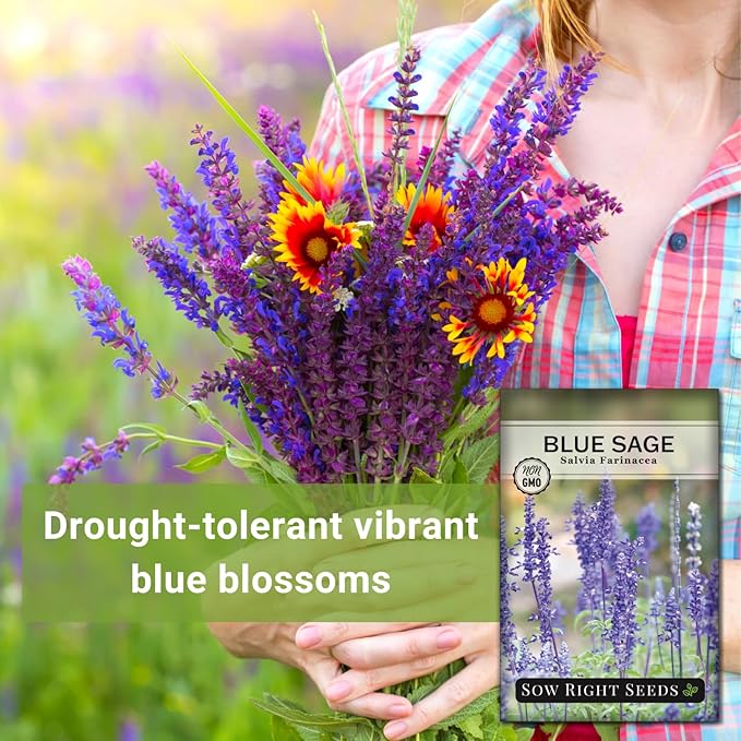 Sow Right Seeds - Blue Sage Wildflower Seed to Plant - Non-GMO Heirloom Seeds - Full Instructions for Planting and Growing Mealycup Sage or Salvia farinacea - Indoors or Outdoor - Gardening Gift (1)