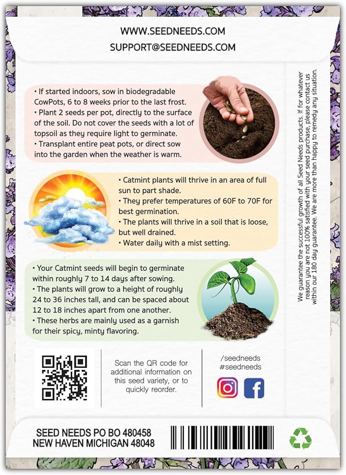 Seed Needs, Catmint Seeds for Cats - 600 Heirloom Seeds for Planting Nepeta mussinii - Perennial Flowering Medicinal Herb Non-GMO & Untreated (5 Packs)