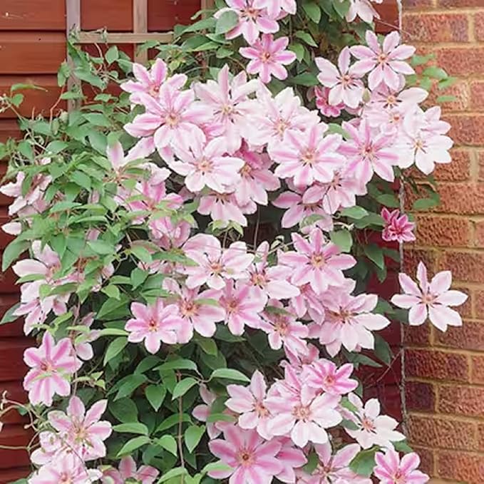 CHUXAY GARDEN Nelly Moser Clematis Seed 30 Seeds Exotic Charm Flowering Plant Adding a Decorative Appeal High Yield Flourishing