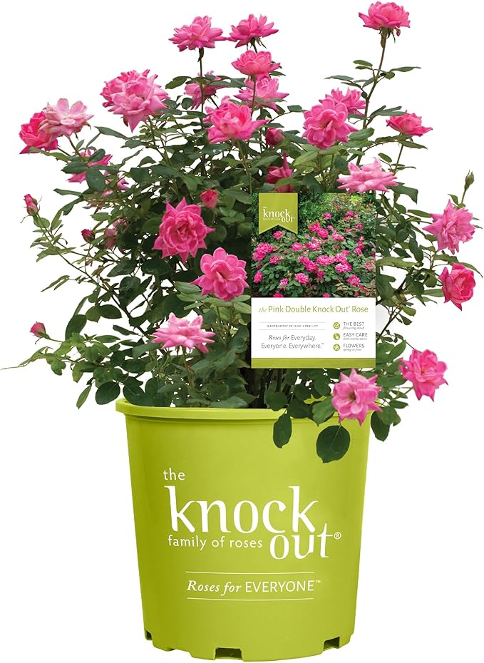 1 Gallon The Pink Double Knock Out® Rose Shrub