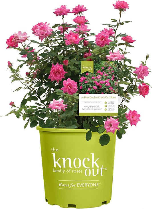 1 Gallon The Pink Double Knock Out® Rose Shrub