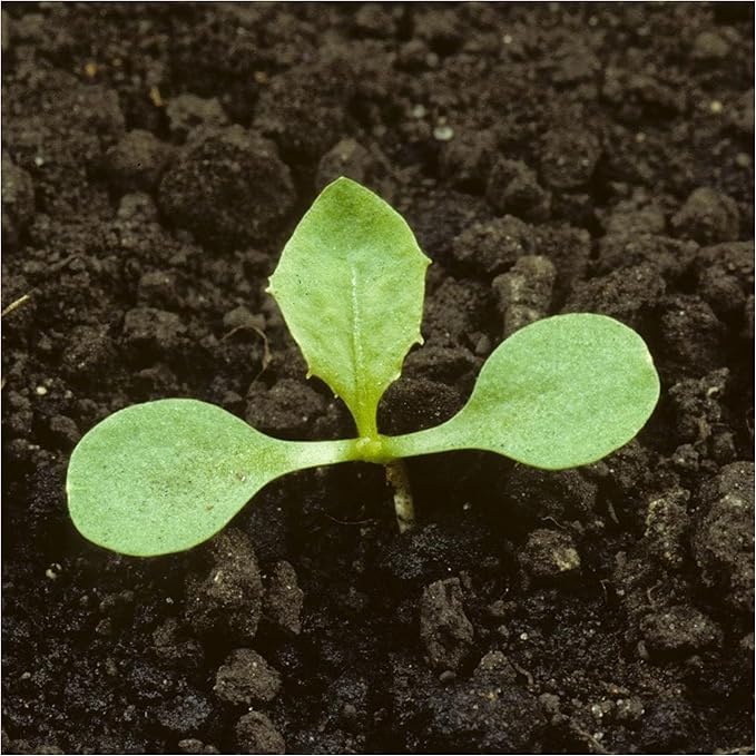 Seed Needs Dandelion Seeds for Planting - Non-GMO, Heirloom & Untreated Perennial Herbs - Organically Grow Food for Tortoises, Rabbits & Bearded Dragons (2 Packs)