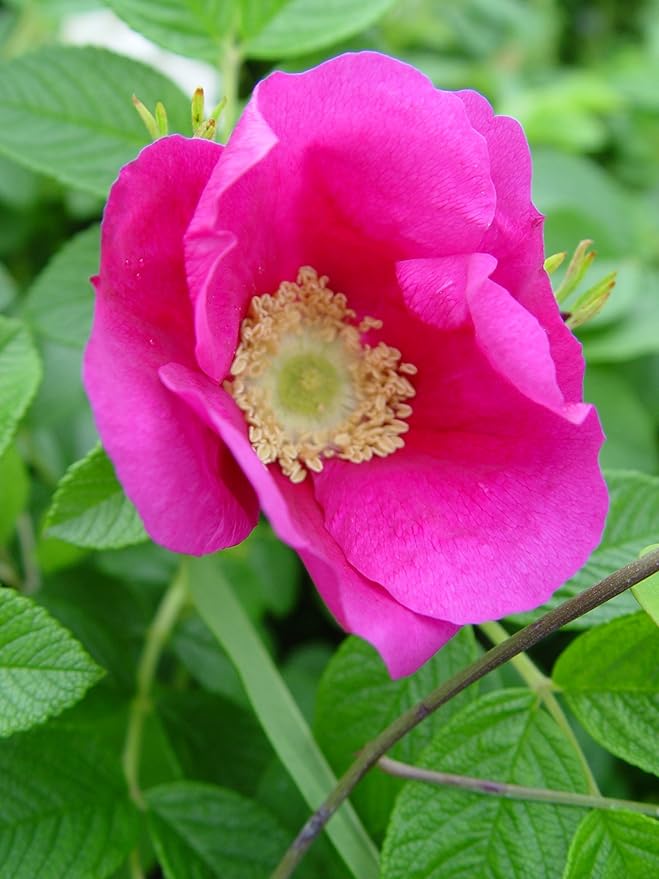 Rosa rugosa (Rugosa Rose) Rose, pink flowers, #3 - Size Container