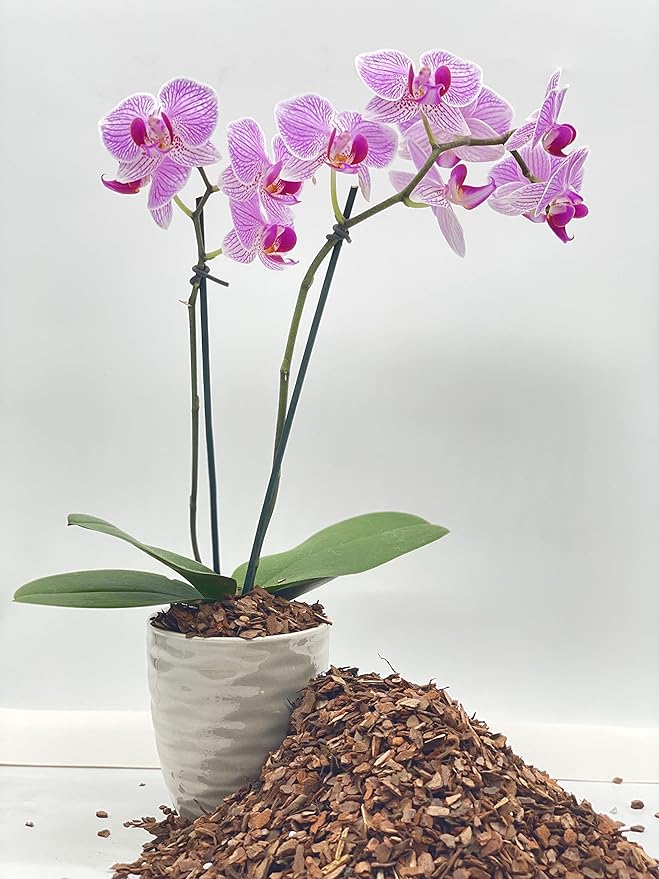 Pine Bark Nugget Fines | 2qt | ¼” Particle Size | Great for Bonsai, Succulents, Cactus, Orchids| The Bonsai Supply