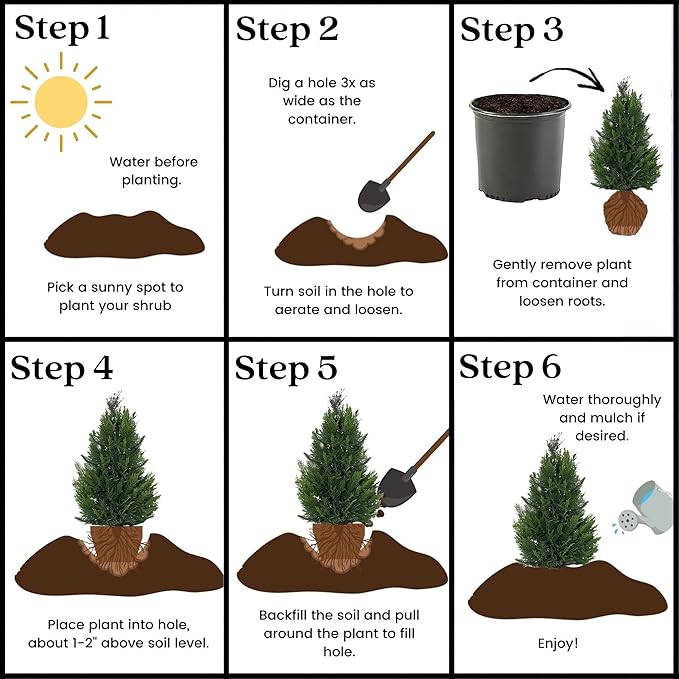 2.25 Gallon Cypress Leyland Shrub