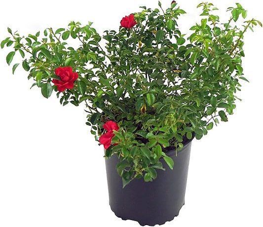 Green Promise Farms Rosa Carpet Scarlet` (Ground Cover) Rose, 2 Size Container, red flower