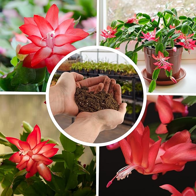 Christmas Cactus Potting Soil Mix (8 Quarts), Custom Blend for Xmas, Easter, and Thanksgiving Cactus Tropical Indoor Houseplants