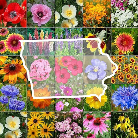 Eden Brothers Iowa Wildflower Mixed Seeds for Planting, 1 oz, 30,000+ Seeds with Cornflower, Candytuft | Attracts Pollinators, Plant in Spring or Fall, Zones