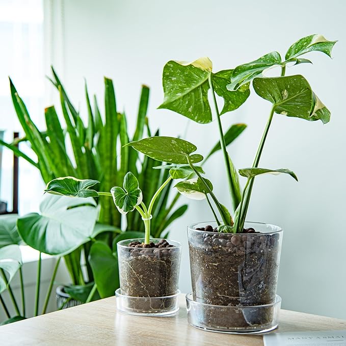 Phoenix Vine 6.5 Inch Clear Acrylic Planter Pot with Tray, Orchid Pot with Drainage Holes, Deep Saucer for Bottom Watering, Transparent Containers for Indoor Plants, Herbs, Set of 3, 91-A-F-3