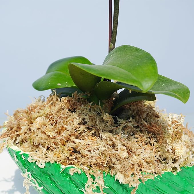 3.2 oz Compressed Sphagnum Moss for Plants, Carefully Selected Premium Sphagnum Moss for Orchid