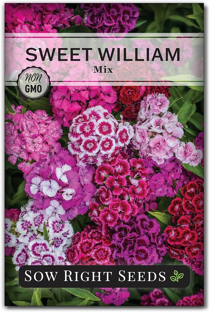Sow Right Seeds - Sweet William Mix Flower Seeds for Planting - Beautiful and Edible Biennal Variety - Non-GMO Heirloom Packet to Plant Home Flower Garden - Fragrant Blooms to Attract Pollinators