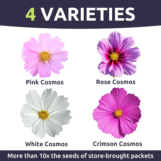 Cosmos Sensation Mix - Large 1 Ounce Packet - 4,000 Flower Seeds for Planting - Cosmos bipinnatus