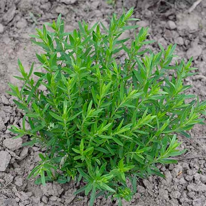 Seed Needs, Blue Hyssop Seeds - 500 Heirloom Seeds for Planting Hyssopus officinalis - Medicinal Herb for an Indoor/Outdoor Garden, Non-GMO & Untreated (5 Packs)