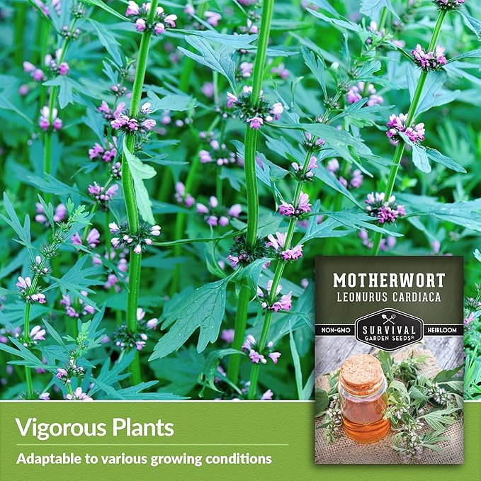 Motherwort Seed for Planting - 5 Packets with Instructions to Plant and Grow Lion's Tail Medicinal Herbs in Your Home Herb Garden - Non-GMO Heirloom Variety - Survival Garden Seeds