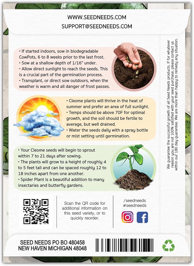 Seed Needs, Cleome Seeds - 1,500 Heirloom Seeds for Planting Cleome hassleriana - Spider Blend Attracts Butterflies, Bumblebees & Other Pollinators (1 Pack)