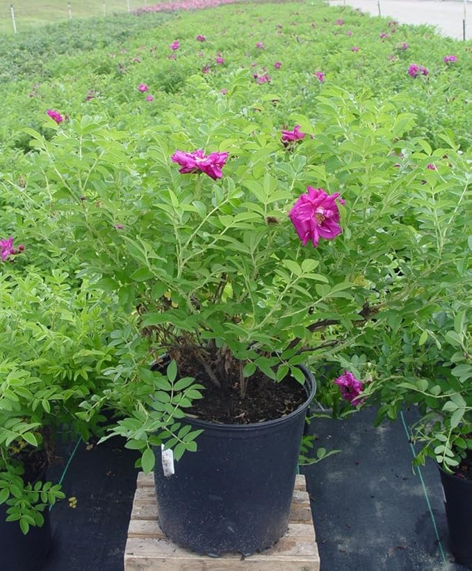 Rosa X Purple Pavement (Rose) Rose, purple flowers, #3 - Size Container
