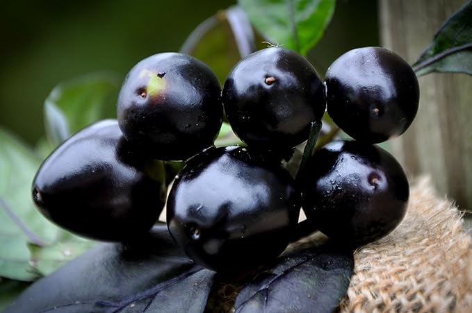 Black Pearl Hot Pepper Premium Seeds for Planting Packet + More