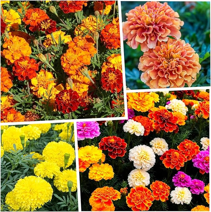 1000+ Perennial Marigold Flower Plant Seed Outdoor-Attracts Bees&Butterflies Fragrant Butterfly