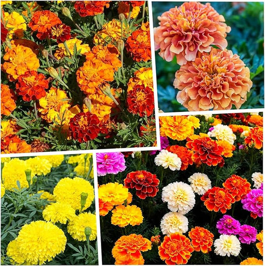 1000+ Perennial Marigold Flower Plant Seed Outdoor-Attracts Bees&Butterflies Fragrant Butterfly