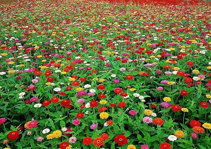 1000+ Mixed Zinnia Seeds for Planting Outdoors, Non-GMO, Heirloom, Beautiful Zinnia Flower Seeds - Attract Bees, Butterflies, Hummingbirds, Pollinators, Easy to Plant and Maintain