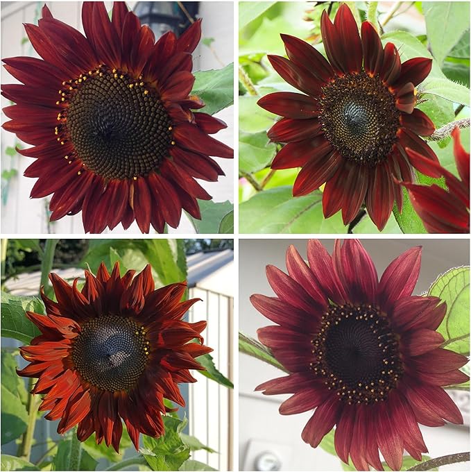 Seed Needs, Red Sun Sunflower Seeds - 120 Heirloom Seeds for Planting Helianthus annuus - Great Cut Flowers, Attracts Butterflies/Pollinators (2 Packs)