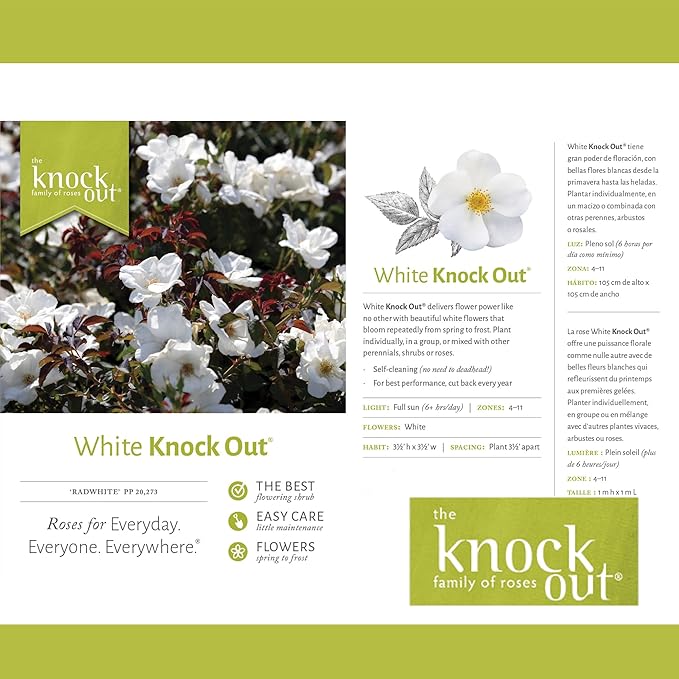 2 Gallon Knock Out Rose White Shrub