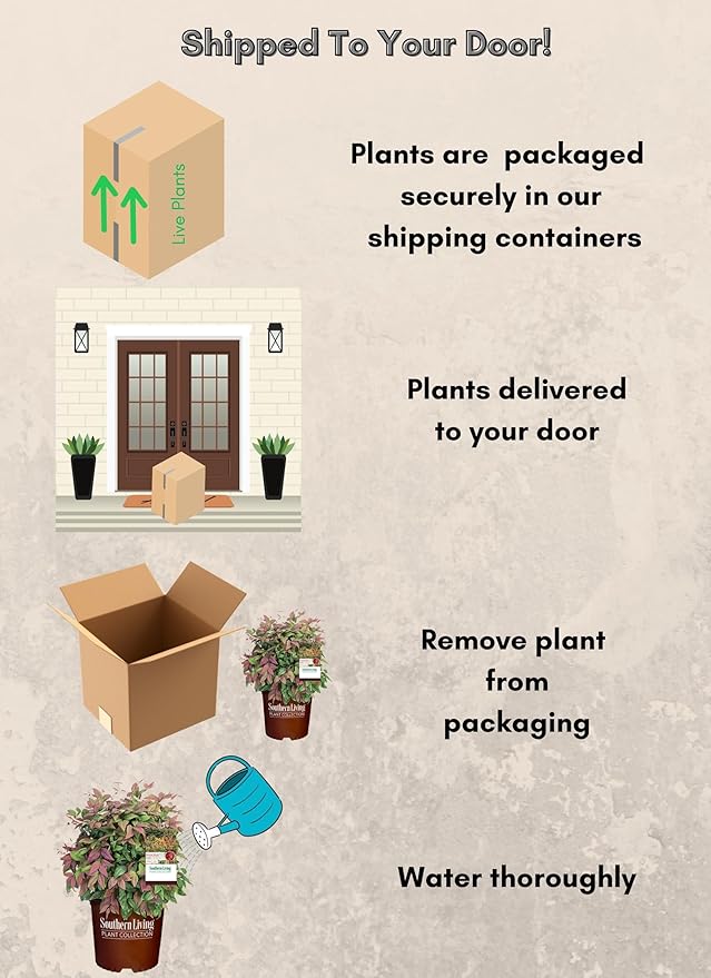 2 Gallon Southern Living Nandina Blush Shrub