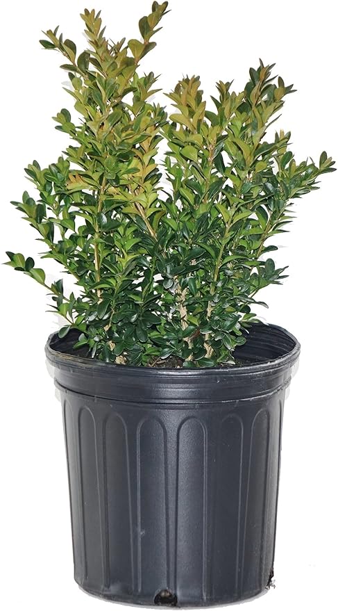 Buxus micro. jap. 'Green Velvet' (Boxwood) Evergreen, #3 - Size Container