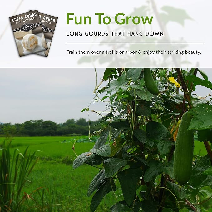 Survival Garden Seeds - Luffa or Loofah Seed for Planting - 1 Packet with Instructions to Plant and Grow Ornamental Gourds in Your Home Vegetable Garden - Non-GMO Heirloom Variety