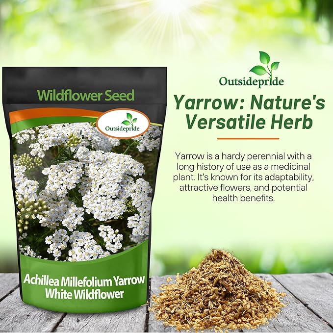 Outsidepride Achillea Millefolium Wild White Yarrow Seeds - 1 Lb. Perennial Flower Seeds, Drought Resistant, Low Maintenance & Easy Planting for Beautiful Garden & Fireflies Attraction
