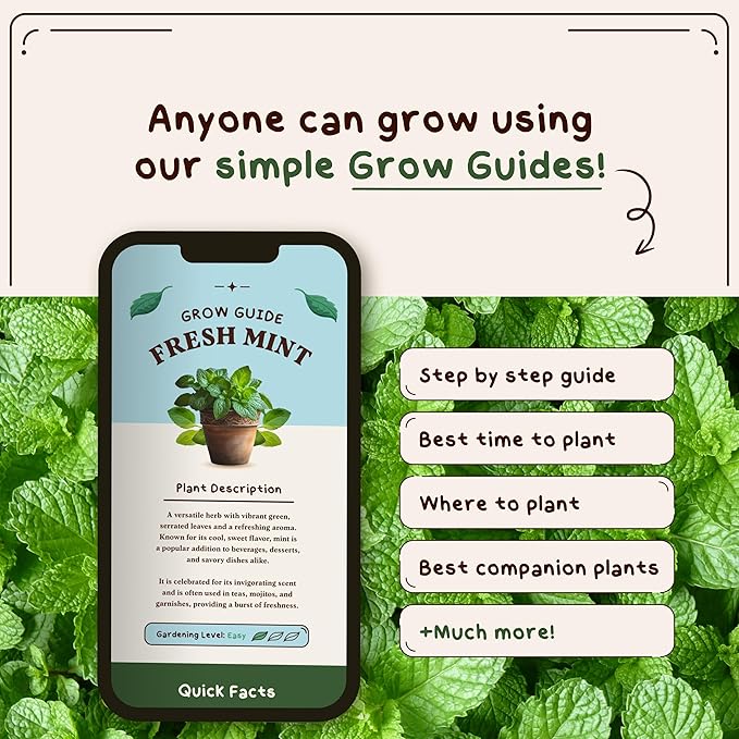 Organic Peppermint Herb Seeds for Indoor Gardening or Planting Outdoors, Non-GMO and USDA Certified Herb Seed Packets, 250 Seeds/20 mg (Peppermint)
