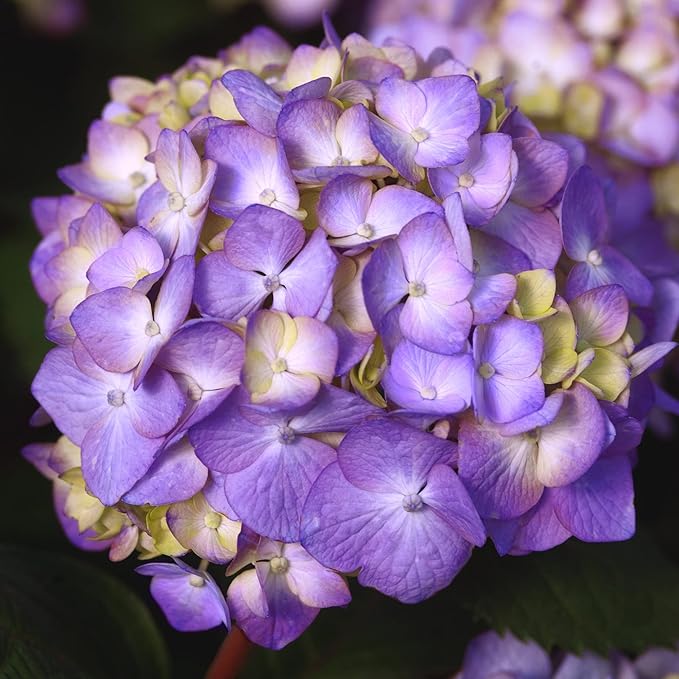 1 Gal. Endless Summer Bloomstruck Hydrangea