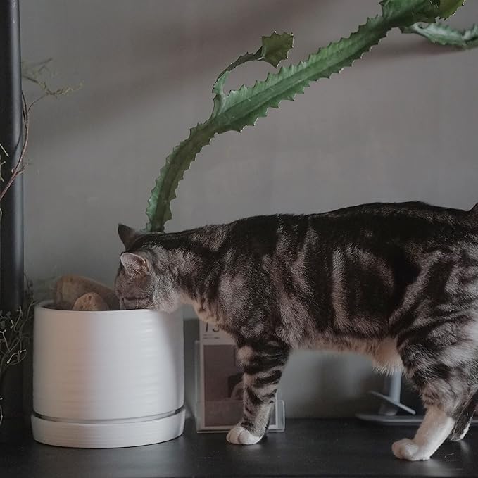 8 Inch Pots for Plants, Ceramic Planter Pot with Drainage Hole & Saucer, Indoor/Outdoor Cylinder Round Planter Pot, Matte White