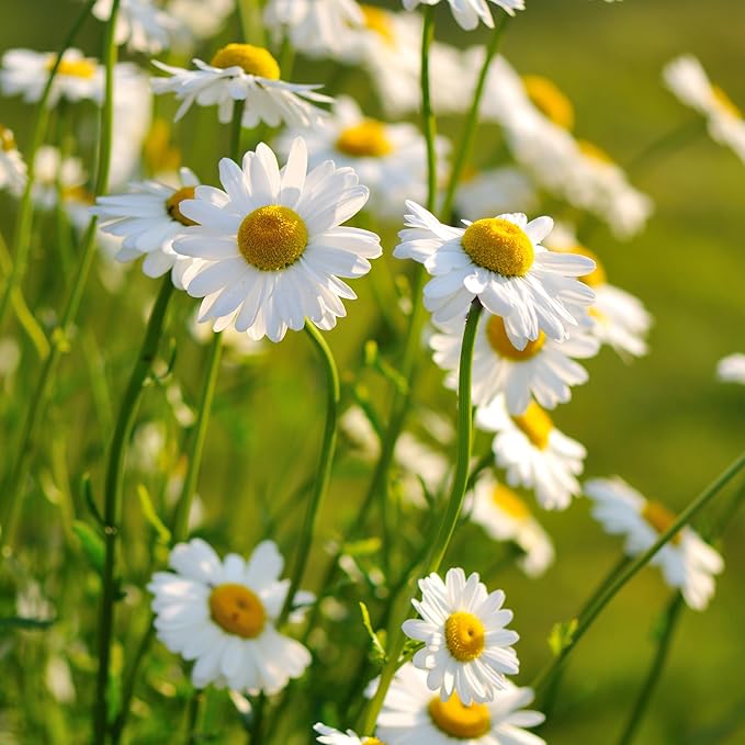 The Old Farmer's Almanac Daisy Seeds (Shasta Alaska) - Approx 700 Flower Seeds - Non-GMO, Premium, Open Pollinated