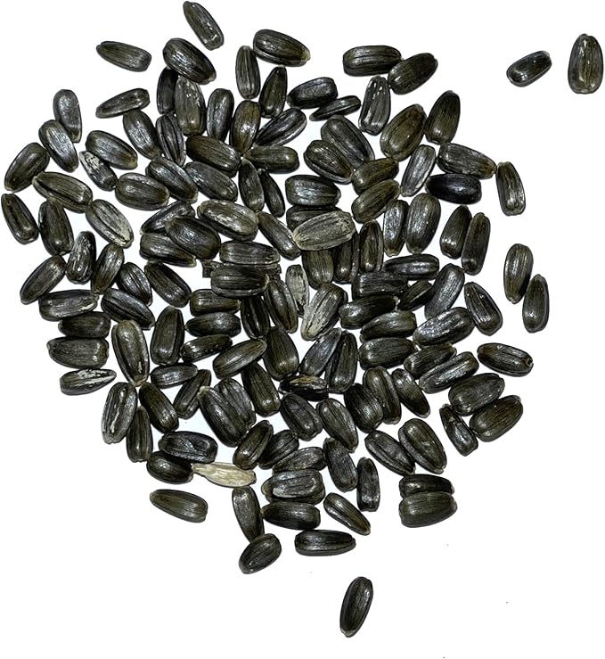 Seed Needs, Dwarf Teddy Sunflower Seeds - 100 Heirloom Seeds for Planting Helianthus annuus - Double Petaled Blooms, Attracts Pollinators/Butterflies (2 Packs)