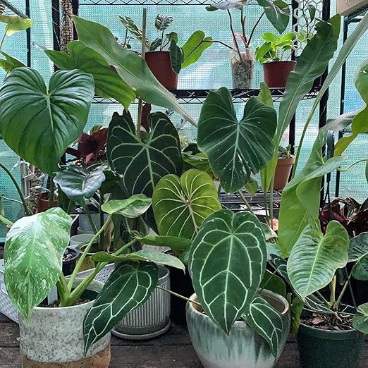 Aroid Plant Superfood - 8 oz - Organic Liquid Kelp Fertilizer for Thriving Aroid Growth