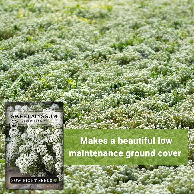 Sow Right Seeds - Sweet Alyssum White Carpet of Snow Flower Seeds for Planting - Non-GMO Heirloom Packet with Instructions to Plant in Your Garden - White Perennial - Groundcover with Blooms (1)