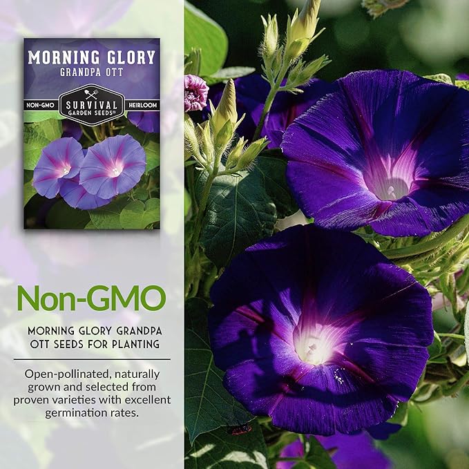Survival Garden Seeds - Grandpa OTT Morning Glory Seed for Planting - 5 Packs with Instructions to Plant and Grow Ipomoea Purpurea in Your Home Vegetable Garden - Non-GMO Heirloom Variety